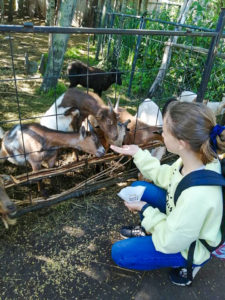 Wicie mini zoo